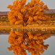 Cottonwood tree.